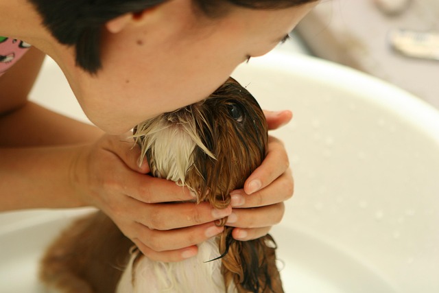 Dog grooming case study showing coat recovery planning