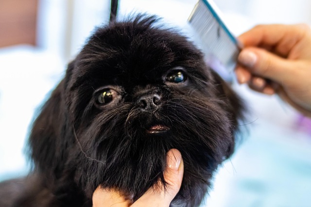 Muted pet spa gallery scene with textured grooming atmosphere