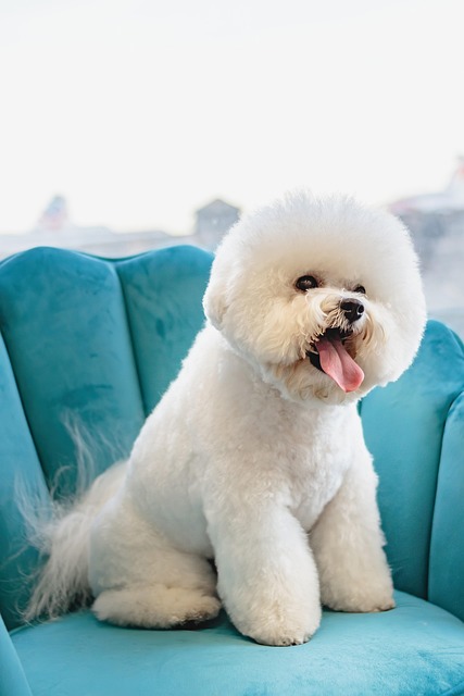 Pet grooming team department working in a textured studio